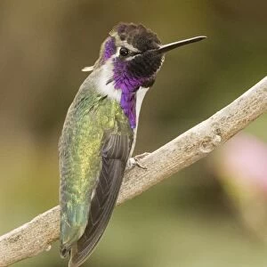 Costas Hummingbird Calypte costae California USA
