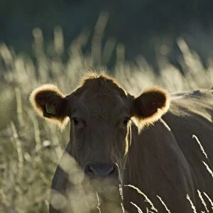 Cow on grazing marsh North Norfolk
