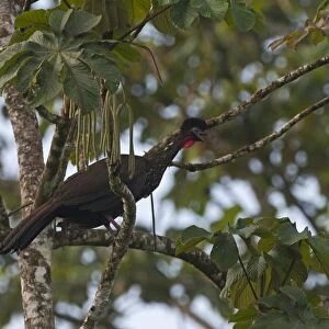 Crested Guan Penelope purpurascens La Selva Costa Rica