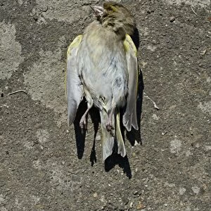 Dead Greenfinch Carduelis chloris in garden Norfolk