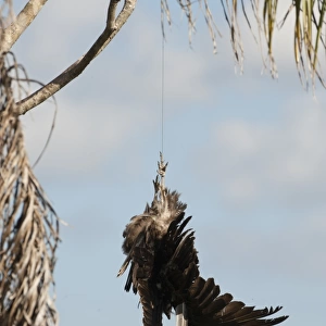 Dead Turkey Vulture hung in Anhinga Trail car park in Florida Everglades to try and