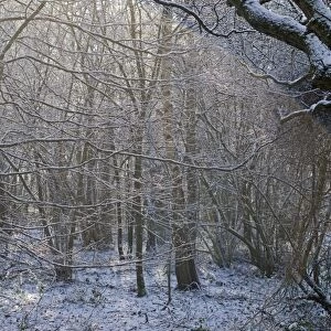 Deciduous woodland in winter Kelling Norfolk