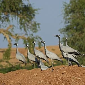 Demoiselle Cranes Anthropoides virgo at Kichan in Thar Desert Rajasthan India November