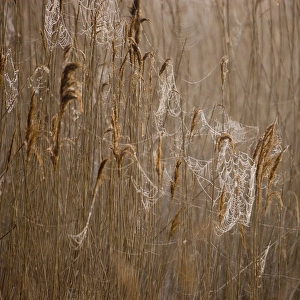 Dew laden cobwebs on phragmites reed head Titchwell RSPB Reserve Norfolk March