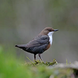 Dippers Related Images