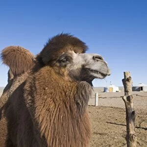 Domesticated Bactrian Camel Camelus batrianus breeding male in pen at nomads Ger