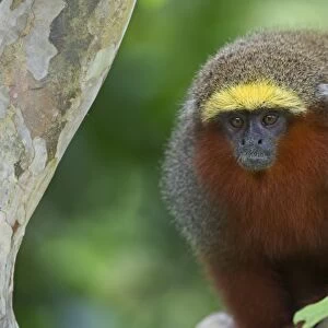 Dusky titi Monkey Callicebus moloch Upper Amazon Peru