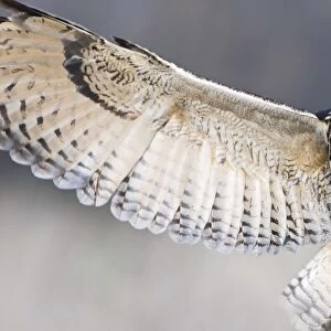 Eagle Owl Bubo bubo Glos UK (controlled)
