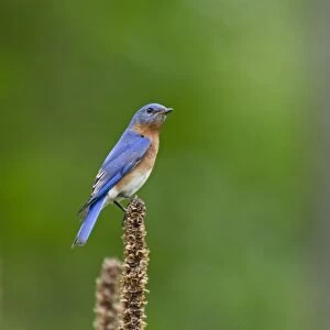 Eastern Bluebird, Sialia sialis at nest box Cape May New Jersey USA
