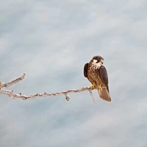Eleonoras Falcon Falco eleonarae pale morph Cyprus autumn