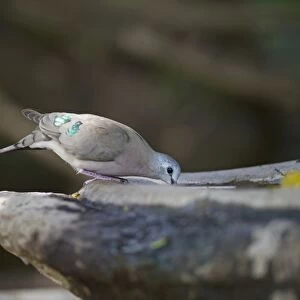 Emerald-spotted Wood Dove Turtur chalcospilos Masai Mara Kenya