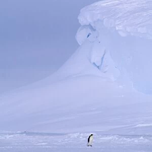Emperor Penguin, Aptenodytes forsteri, returning to colony across sea ice, Weddell Sea