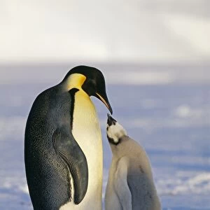 Emperor Penguin, Aptenodytes forsteri, with chick, Weddell Sea, Antarctica