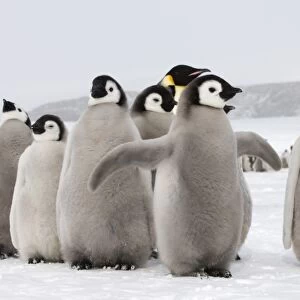 Emperor Penguin Aptenodytes forsteri chicks Snow Hill Island Weddell Sea Antarctica
