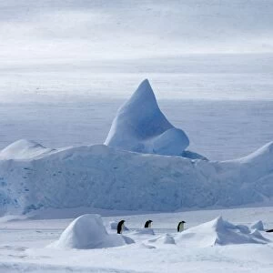 Emperor Penguin Aptenodytes forsteri walking across the sea ice of Weddell Sea near