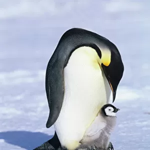 Emperor Penguin Aptenodytes fosteri with chick Weddell Sea Antarctica
