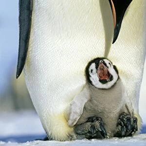 Emperor Penguins, Aptenodytes forsteri, chick on parents feet, begging for food, Weddell Sea