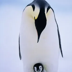 : Birds