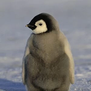 Emperor Penguins Aptenodytes forsteri chick Weddell Sea Antarctica