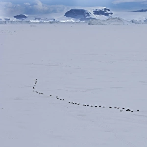 Emperor Penguins Aptenodytes forsterii walking across sea ice of Weddell Sea near