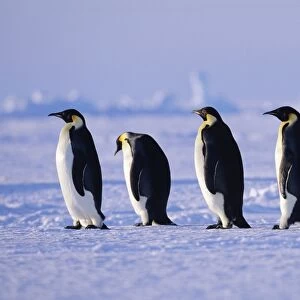 Emperor Penguins Aptenodytes fosteri walking back to colony across sea ice of the