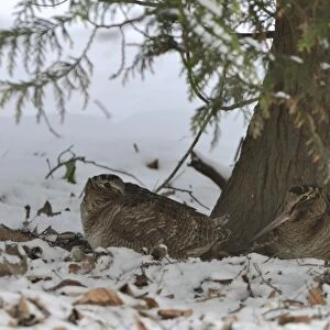 Eurasian Woodcock (Scolopax rusticola) Norfolk winter