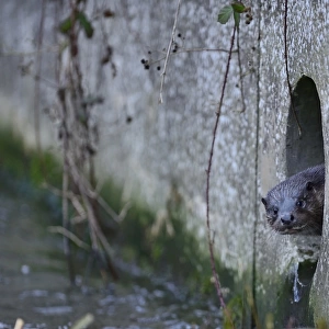 European Otter (Eurasian River Otter) Lutra lutra on River Thet, in Thetford twn centre