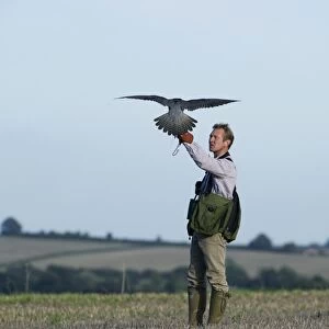 Falconer andy Hollidge with Peregrine Falcon at British Falconers Club International
