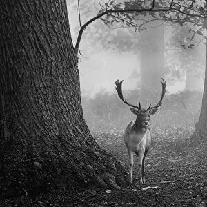Fallow Deer Cervus dama buck Kent autumn