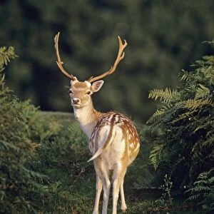 Fallow Deer, Cervus dama, UK autumn