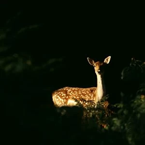 Fallow Deer, Dama dama, doe peering from forest clearing, autumn, New Forest, Hampshire