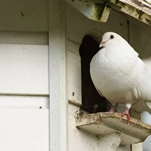 Fantail Dove in Dovecote Cornwall