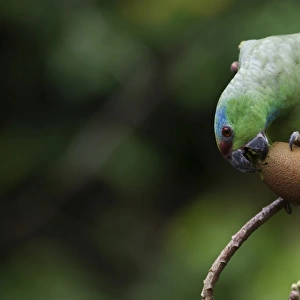 Festive Parrot Amazona festiva Iquitos Amazon Peru