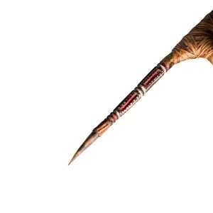 Fighting stick made from a Cassowary toe Papua New Guinea