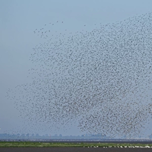 A flock of Knot Calidris canutu reacting to hunting Peregrine over mud of the Wash