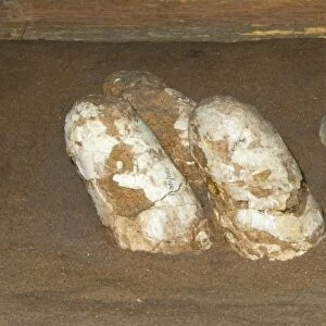 Fossilized Dinosaur nest with eggs found in 1977 at Gelbent in South Gobi Mongolia