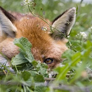 Fox Vulpes vulpes resting in orchard Kent summer