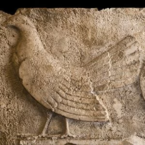 A frieze depicting a Cockerel from a tomb at Xanthos in Lycia Turkey dates to between 470