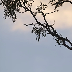 Galah Eolophus roseicapilla in tree at dusk Queensland Australia
