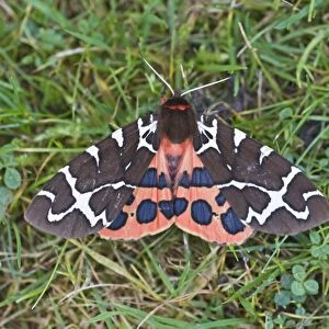 Garden Tiger Moth Holt Norfolk