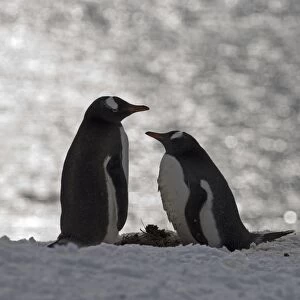 Gentoo Penguin Pygoscelis papua pair Half Moon Island Antarctica