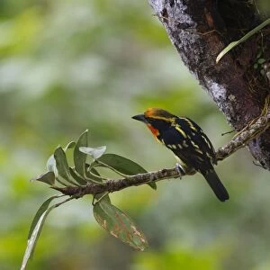 Gilded Barbet Capito auratus male Amazon Peru