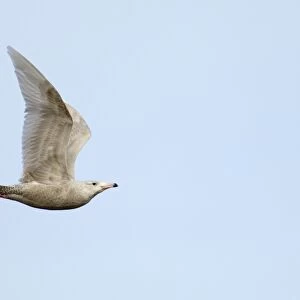 Glaucous Gull Larus hypoboreus 2nd winter Cley North Norfolk February