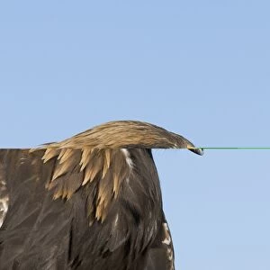 Golden Eagle Aquila chrysaetos calling Norway