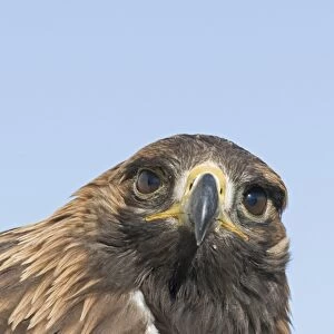 Golden Eagle Aquila chrysaetos Norway