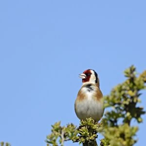 Goldfinch Carduelis carduelis in song Cley Norfolk May
