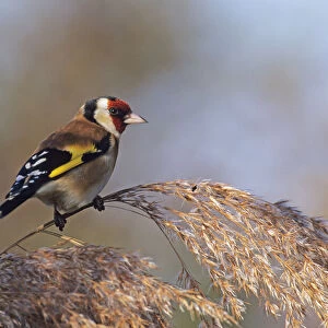 Goldfinch perched on reed stem in autumn UK