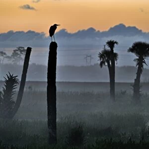 Great Blue Heron Ardea herodias silhouetted at dawn at Viera Wetlands Florida USA