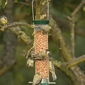 Great & Blue Tits on nut feeder UK