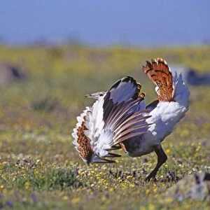 Great Bustard Otis tarda young male attempting to turn itself inside out to display